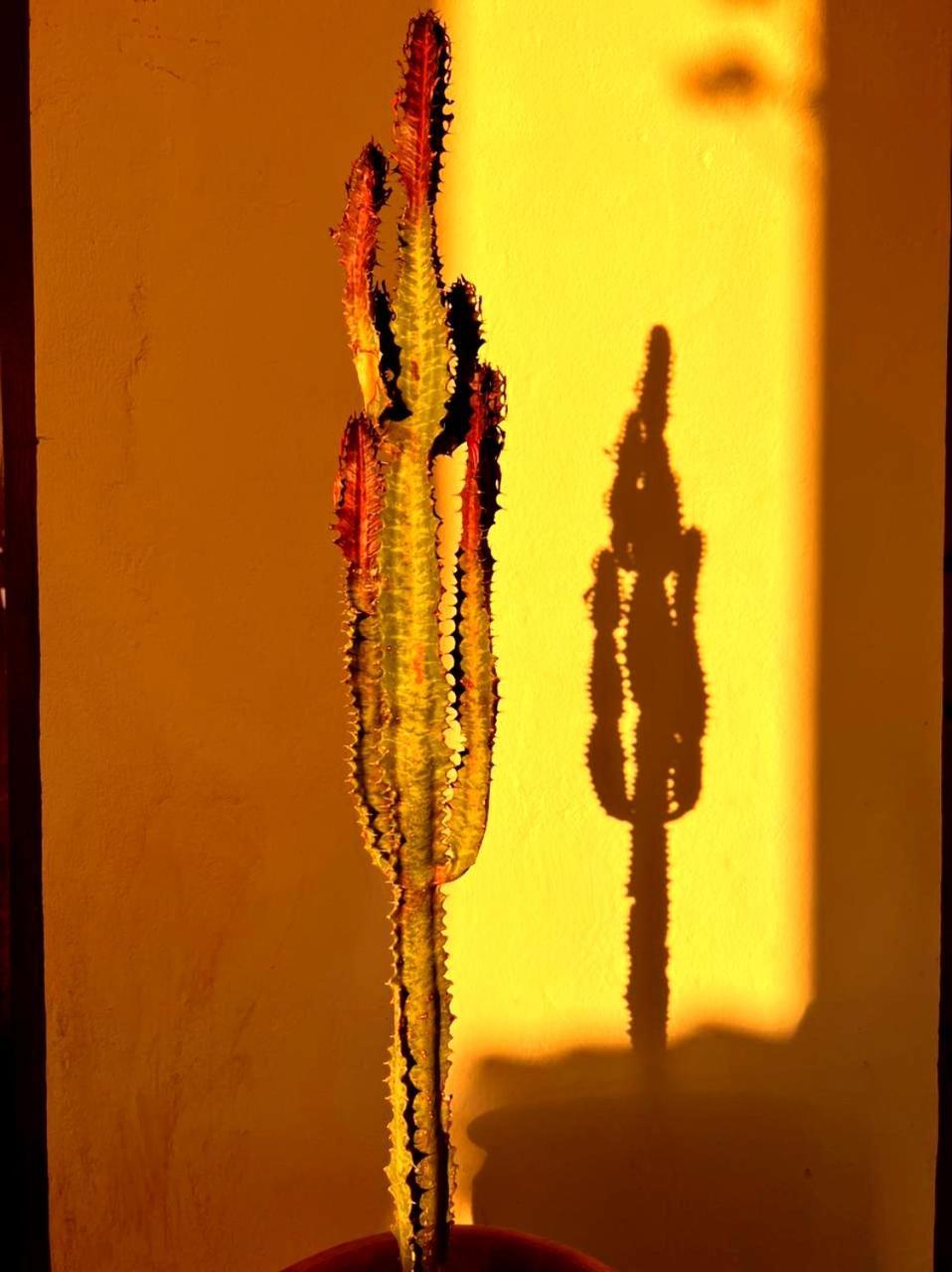 Terrasses Vertes الصويرة المظهر الخارجي الصورة